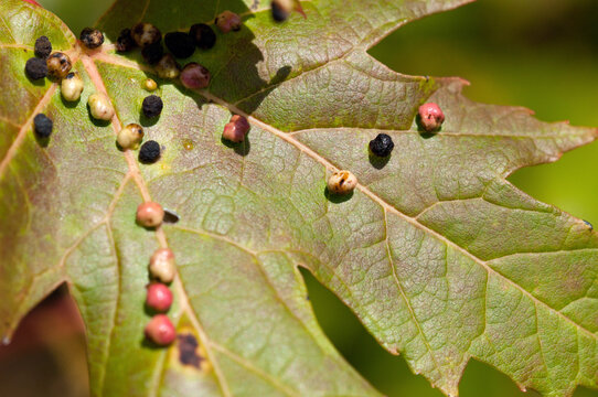 Maple bladder galls caused by mites on a Silver maple leaf.; Concord , Great Meadows National Wildlife  , Massachusetts