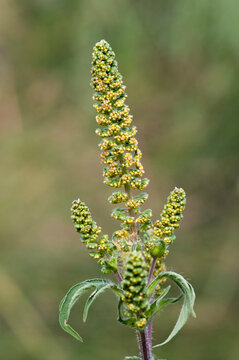 Closeup of flowering stalks of a giant ragweed, Ambrosia trifida.; Arlington , McClennen Park , Massachusetts