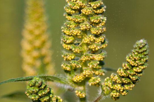 A giant ragweed with flowers shedding pollen on a hot summer day.; Arlington , McClennen Park , Massachusetts