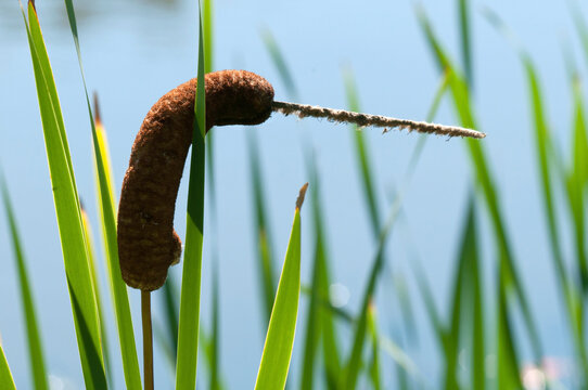 Cattail with a bent inflorescence by a pond.; Arlington , Massachusetts