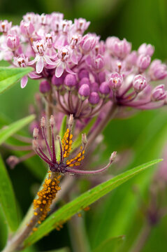 Sap-sucking Oleander aphids on a flower stalk of a swamp milkweed plant.; Arlington , Arlington Reservoir , Massachusetts