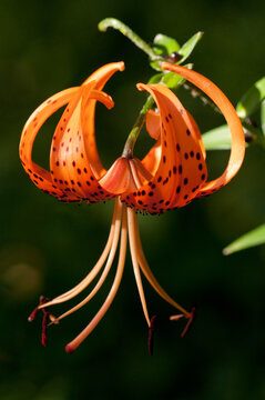 A pendant Tiger Lily flower, Lilium lancifolium.; Arlington, Massachusetts