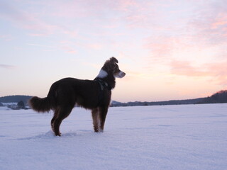 Dog watch snowy winter sunset