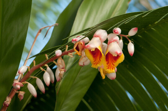 Close up of the flowers and buds of a shell ginger plant, Alpinia speciosa.; Wellesley, Massachusetts.