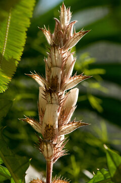 An inflorescence of spiny bear's breeches, Acanthus spinosus, with flower buds.; Wellesley, Massachusetts.