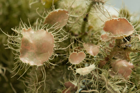 Close up of the cups of a fruticose lichen on an old oak limb.; Brewster, Cape Cod, Massachusetts.