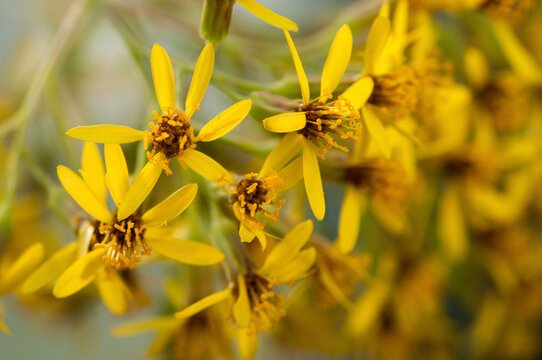 Close up of a cluster of velvet groundsel flowers, Roldana petasitis.; Wellesley, Massachusetts.