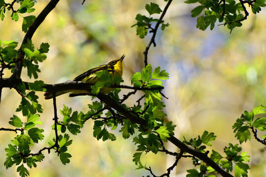 A prairie warbler, Setophaga discolor, sings from a tree branch.; Cambridge, Massachusetts.