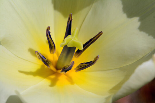Close up of the inside of a lily flower.; Cambridge, Massachusetts.