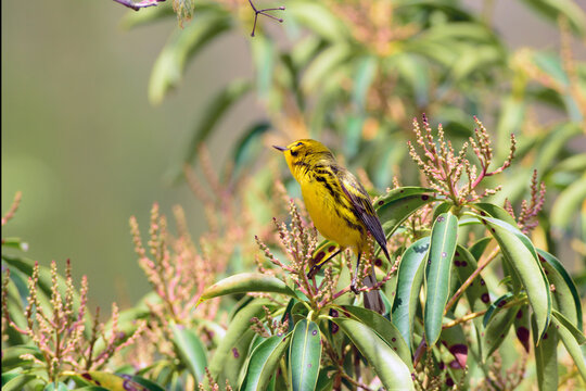 A prairie warbler, Setophaga discolor, hunting for insects.; Cambridge, Massachusetts.