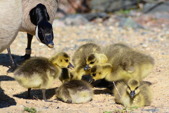 A Canada goose, Branta canadensis, guarding its goslings.; Horn Pond, Woburn, Massachusetts.