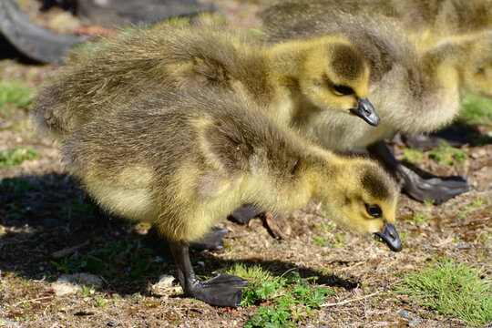 Close up of Canada goose goslings, Branta canadensis.; Horn Pond, Woburn, Massachusetts.