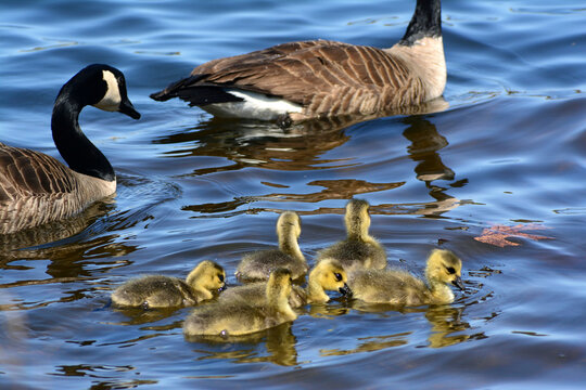A family of Canada geese, Branta canadensis, swim in a pond.; Horn Pond, Woburn, Massachusetts.