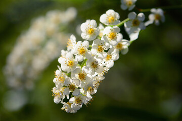 Close up of spirea flowers.; Parker River National Wildlife Refuge, Plum Island, Massachusetts.