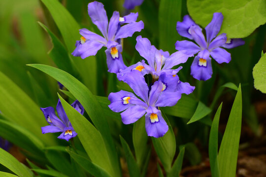 A cluster of purple flowering iris plants.; Cambridge, Massachusetts.