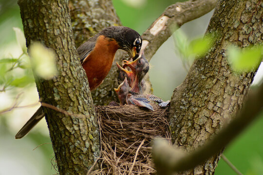 A male American robin, Turdus migratorius, feeding his chicks in the nest.; Cambridge, Massachusetts.