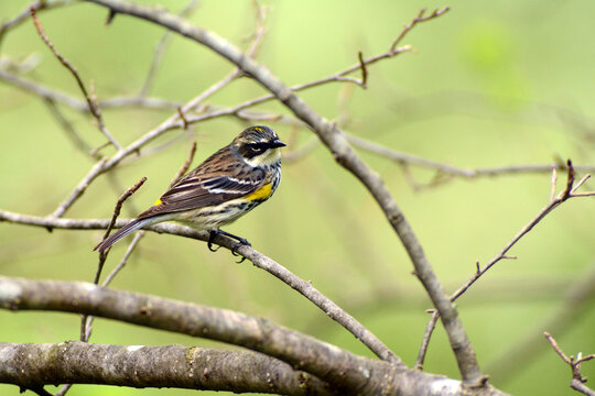 A yellow-rumped warbler, Setophaga coronata, perches on a tree branch.; Plum Island, Parker River National Wildlife Refuge, Massachusetts.