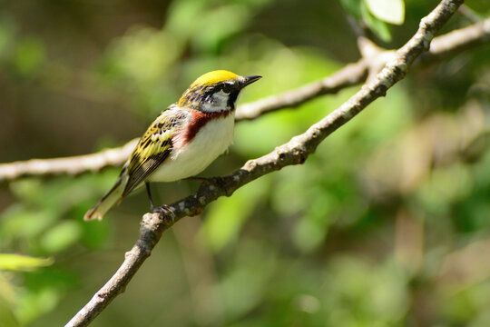 A male chestnut-sided warbler, Setophaga pensylvanica, perched on a tree branch.; Parker River National Wildlife Refuge, Plum Island, Massachusetts.