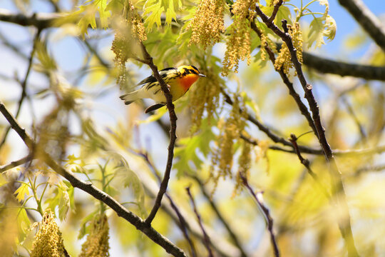 A Blackburnian warbler, Setophaga fusca, perched on an oak branch.; Parker River National Wildlife Refuge, Plum Island, Massachusetts.