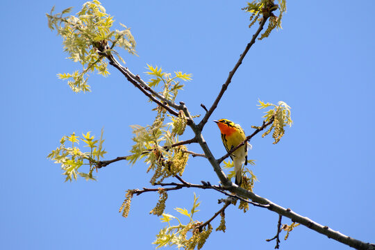 A Blackburnian warbler, Setophaga fusca, sits on an oak branch while foraging for insects.; Parker River National Wildlife Refuge, Plum Island, Massachusetts.