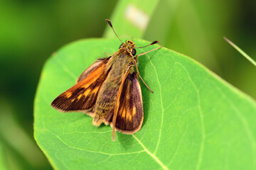 A female woodland skipper butterfly, Ochlodes sylvanus, perching on a leaf.; Mount Desert Island, Acadia National Park, Maine.