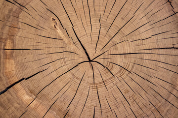 Cross-section of a 100-year-old tree trunk. Background