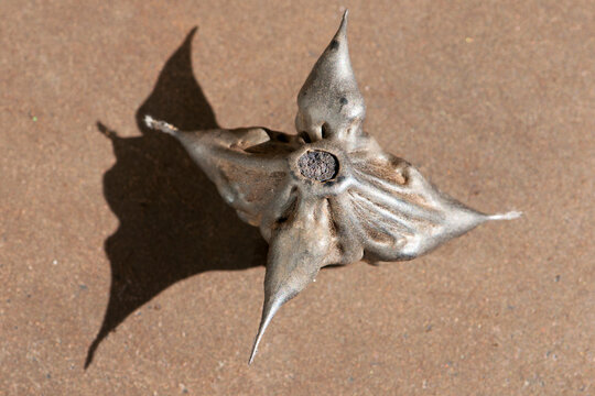 Close up of a water caltrop fruit, Trapa natans.; Arlington, Massachusetts.