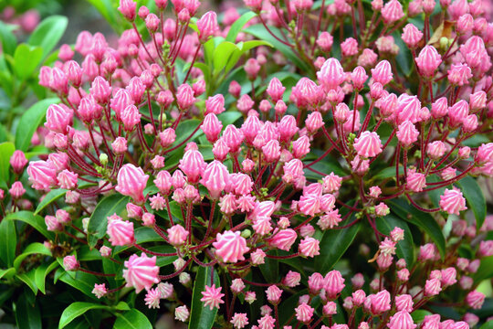 Close up of pink mountain laurel flower buds, Kalmia latifolia.; Asticou Azalea Gardens, Northeast Harbor, Maine.