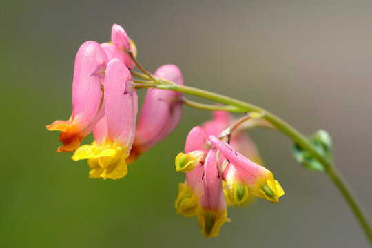 Close up of a pink corydalis flowers, Capnoides sempervivens.; Mount Desert Island, Acadia National Park, Maine.