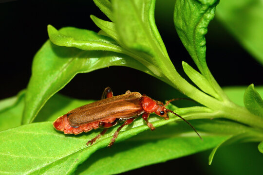 Close-up portrait of a Common red soldier beetle (Rhagonycha fulva) on a plant in Acadia National Park; Mount Desert Island, Maine, United States of America