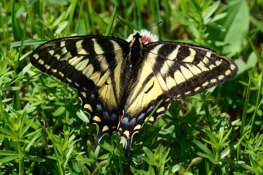 A female Canadian tiger swallowtail butterfly pollinating clover flowers.; Cap-Bon-Ami, Forillon National Park, Gaspe Peninsula, Quebec, Canada.