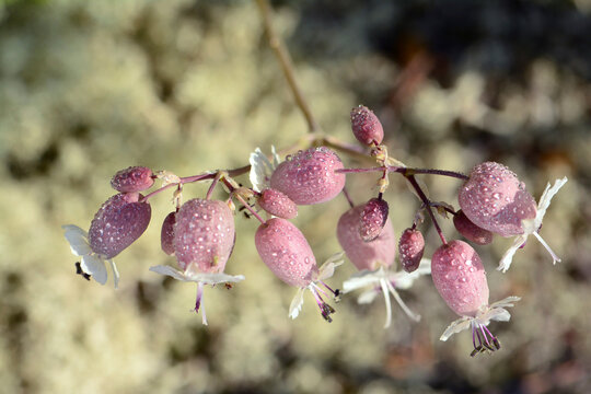 Close up of bladder campion flowers, Silene vulgaris.; Forillon National Park, Gaspe Peninsula, Quebec, Canada.