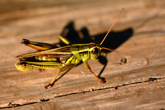 Close up portrait of a spur-throated grasshopper on a slat of wood.; Jordan Pond, Acadia National Park, Mount Desert Island, Maine.