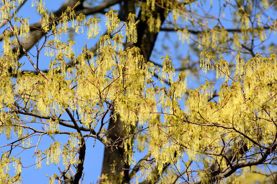 Flowering branches of a sugar maple tree, Acer saccharum, in spring.; Cambridge, Massachusetts.