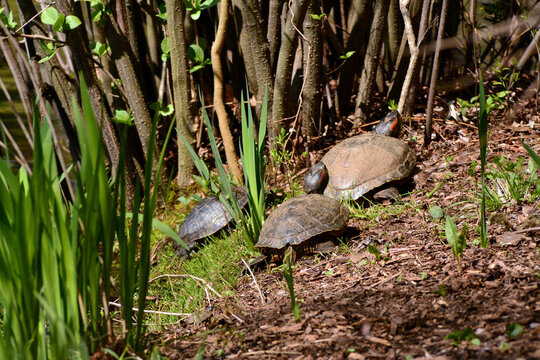 Three red-eared slider turtles, Trachemys scripta elegans, basking in the sun.; Cambridge, Massachusetts.