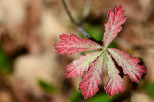 A young white oak tree, Quercus alba, with new leaves sprouting in spring.; Estabrook Woods, Concord, Massachusetts.