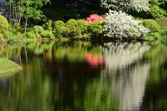 Azaleas and other shrubs are reflected in the pond of a Japanese garden.; Asticou Azalea Garden, Northeast Harbor, Maine.