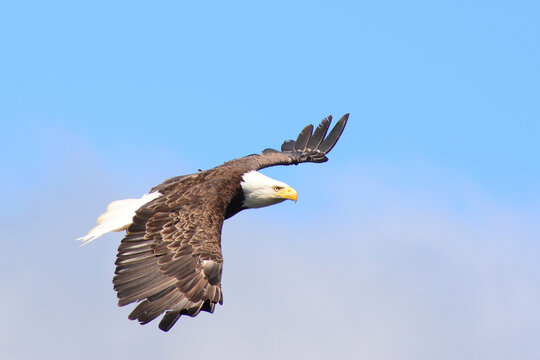A bald eagle, Haliaeetus leucocephalus, in flight.; Cape Breton, Nova Scotia, Canada.