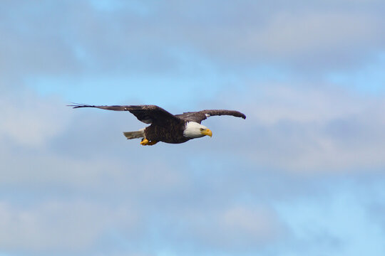 A bald eagle, Haliaeetus leucocephalus, in flight.; Cape Breton, Nova Scotia, Canada.