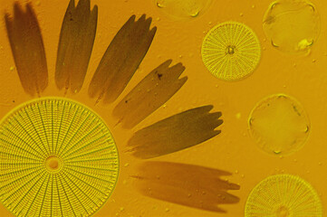 Microscopic arrangement of glass-shelled diatoms and butterfly scales.; United States.