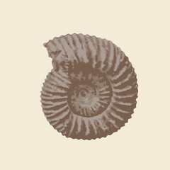 vector objects of ancient petrified ammonite shells. exhibits of the paleontological museum from extinct marine mollusks and animals of the sea and ocean fauna.