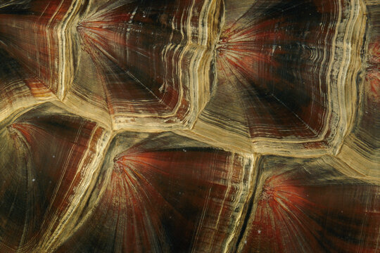 A close view of snapping turtle shell.; United States.