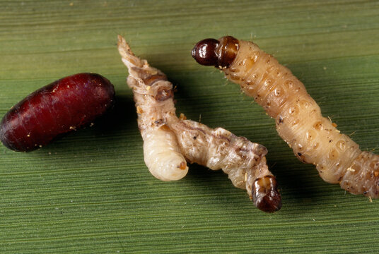 Close view of a pair of stalk borer caterpillars (Chilo auricicius) being devoured from the inside by parasitic fly maggots (Sturmiopsis inferens).; Simbholi, India.
