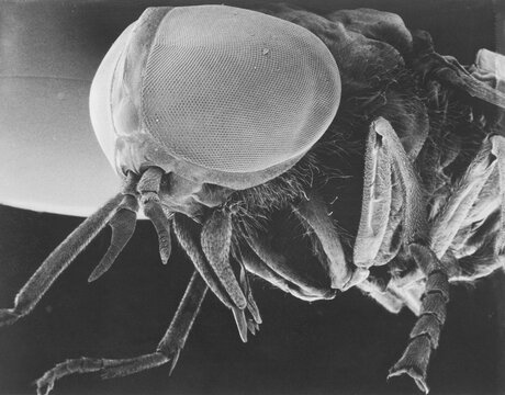 Scanning electron microscopic view of a greenhead fly, Tabanus nigrovittatus.; U.S.