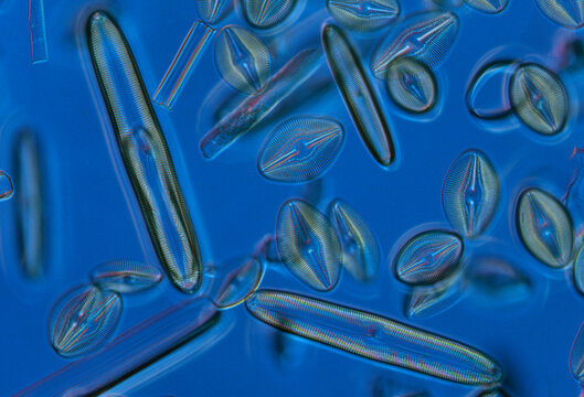 Freshwater diatoms of various species.; United States.