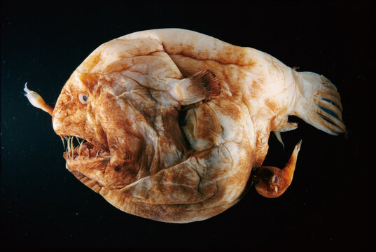 A female anglerfish with a male attached below her tail.; Washington.