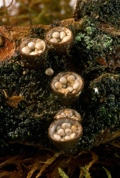 Crucibulum laeve, which produces spore cases resembling eggs in baskets that measure a quarter of an inch across.  This white-egg bird's nest fungi cradles tiny spore packets that scatter when splashe