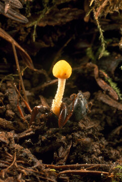 A Cordyceps rises from a dead ant that the fungus infected as a spore and then consumed.; United States.