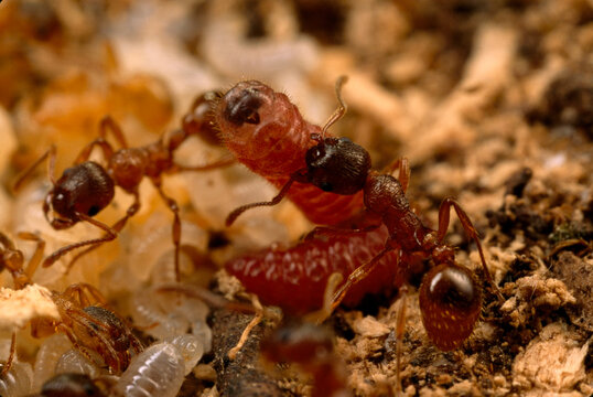 Myrmica ants tend to an alcon blue butterfly larva, Phengaris alcon.; Laeso, Denmark.