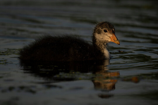 Eurasian coot chick (Fulica atra) in river with catchlight; England